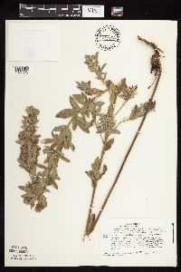 Lespedeza capitata image