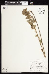 Lespedeza capitata image
