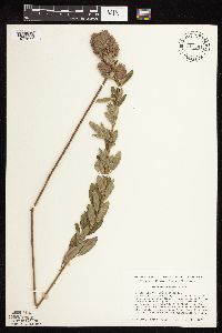 Lespedeza capitata image