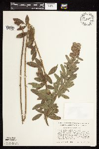 Lespedeza capitata image