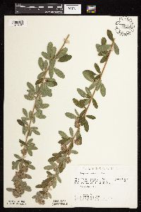 Lespedeza capitata image