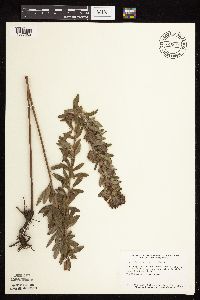 Lespedeza capitata image