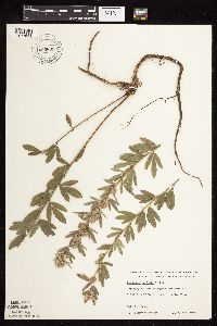 Lespedeza capitata image