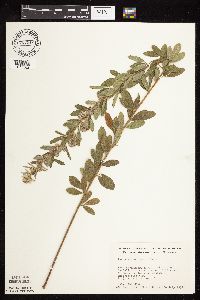 Lespedeza capitata image