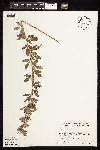 Lespedeza capitata image