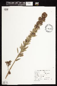 Lespedeza capitata image