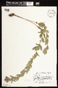 Lespedeza capitata image