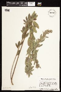 Lespedeza capitata image