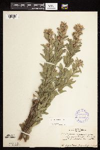 Lespedeza capitata image