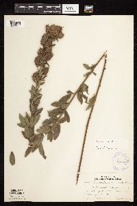 Lespedeza capitata image