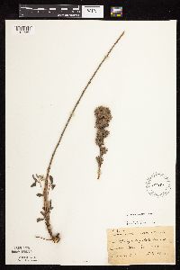 Lespedeza capitata image
