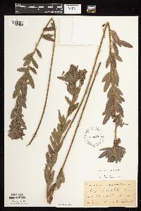 Lespedeza capitata image