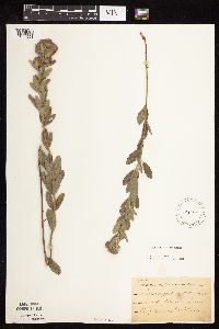 Lespedeza capitata image