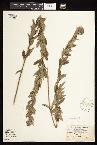 Lespedeza capitata image
