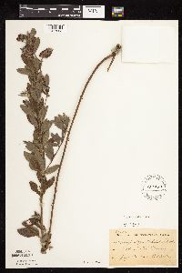 Image of Lespedeza capitata