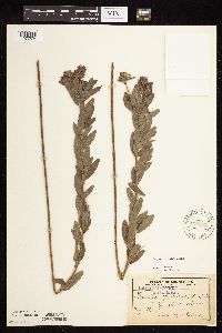 Lespedeza capitata image