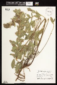 Lespedeza capitata image