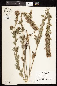 Lespedeza capitata image