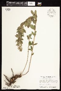 Lespedeza capitata image