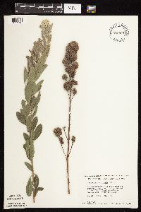 Lespedeza capitata image