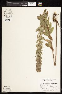 Lespedeza capitata image