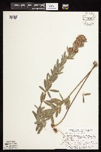 Lespedeza capitata image