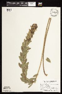 Lespedeza capitata image