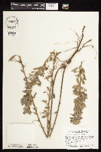 Lespedeza capitata image