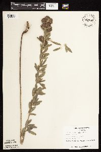 Lespedeza capitata image