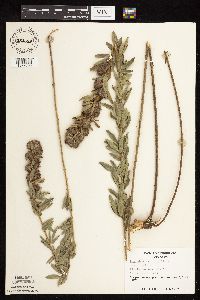 Lespedeza capitata image