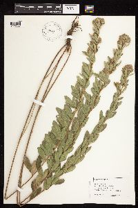 Lespedeza capitata image