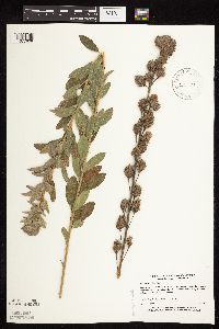 Lespedeza capitata image