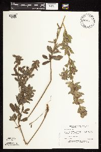 Lespedeza capitata image