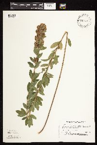 Lespedeza capitata image