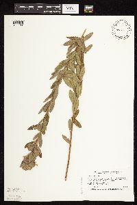 Lespedeza capitata image