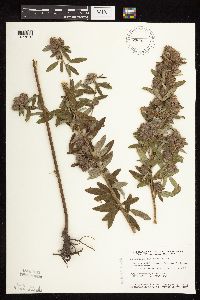 Lespedeza capitata image