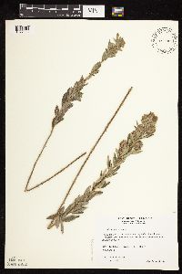 Lespedeza capitata image