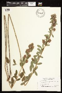 Lespedeza capitata image
