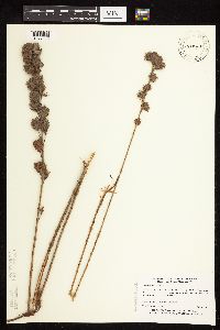 Lespedeza capitata image