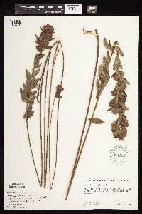 Lespedeza capitata image