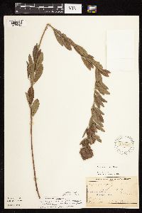 Lespedeza capitata image