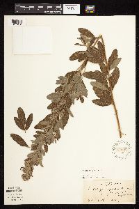 Lespedeza capitata image