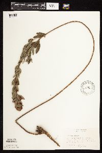 Lespedeza capitata image