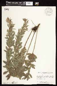 Lespedeza capitata image