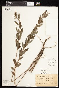 Lespedeza capitata image