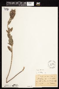 Lespedeza capitata image