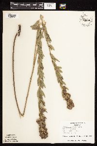 Lespedeza capitata image