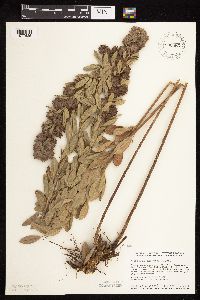 Lespedeza capitata image