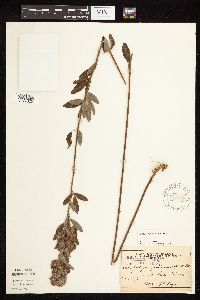 Lespedeza capitata image