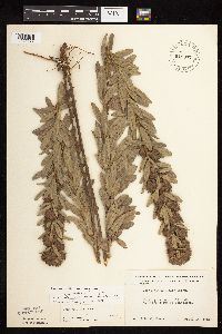 Lespedeza capitata image